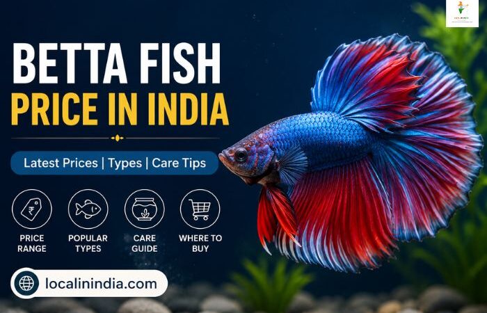 Betta Fish Price in India