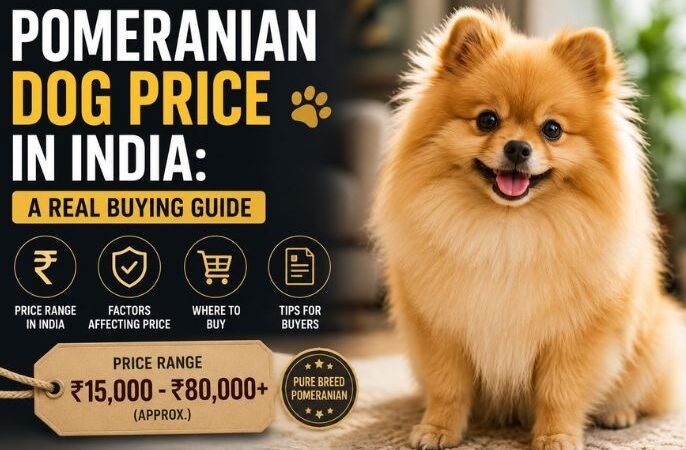 Pomeranian Dog